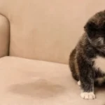 Kedi ve Köpek Çişi Lekelerini Koltuktan Temizleme